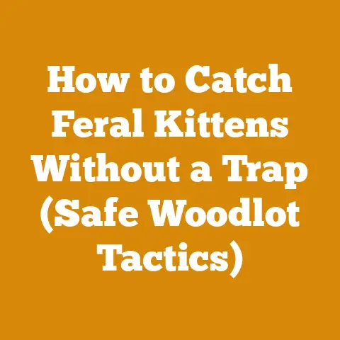 How to Catch Feral Kittens Without a Trap (Safe Woodlot Tactics)