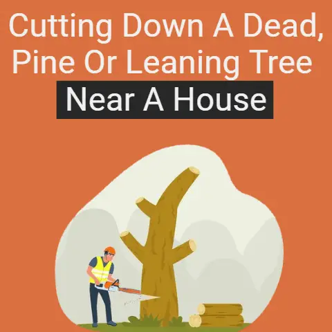 Cutting Down a Dead, Pine or Leaning Tree Near a House