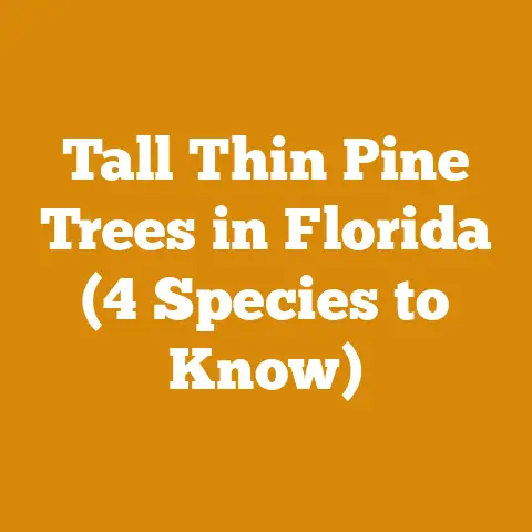 Tall Thin Pine Trees in Florida (4 Species to Know)