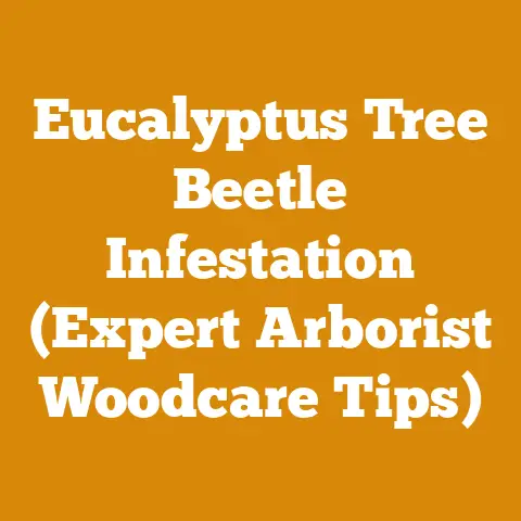 Eucalyptus Tree Beetle Infestation (Expert Arborist Woodcare Tips)