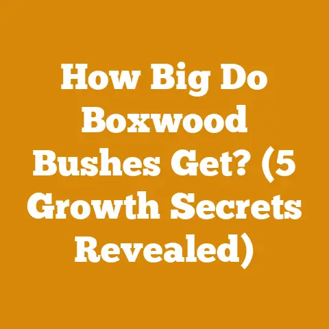 How Big Do Boxwood Bushes Get? (5 Growth Secrets Revealed)