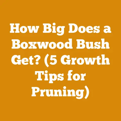 How Big Does a Boxwood Bush Get? (5 Growth Tips for Pruning)