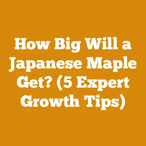 How Big Will a Japanese Maple Get? (5 Expert Growth Tips)
