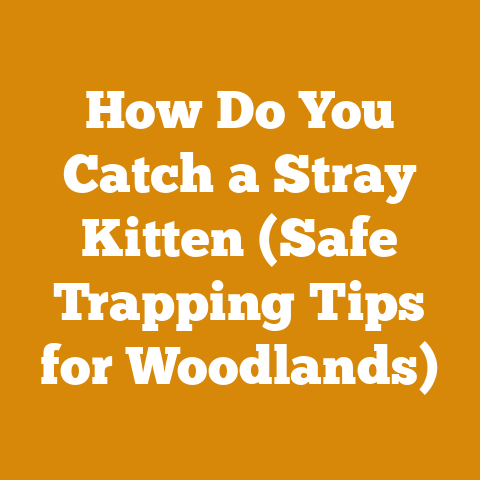 How Do You Catch a Stray Kitten (Safe Trapping Tips for Woodlands)