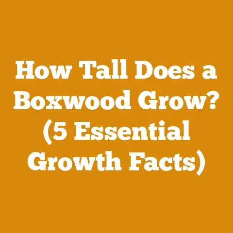 How Tall Does a Boxwood Grow? (5 Essential Growth Facts)