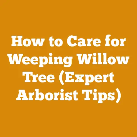 How to Care for Weeping Willow Tree (Expert Arborist Tips)