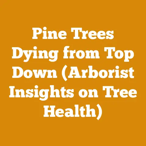 Pine Trees Dying from Top Down (Arborist Insights on Tree Health)
